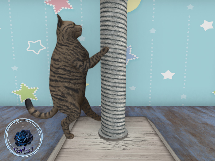 5 Bendict Cumbercat - Paws & Reflect Cats - Aardvark