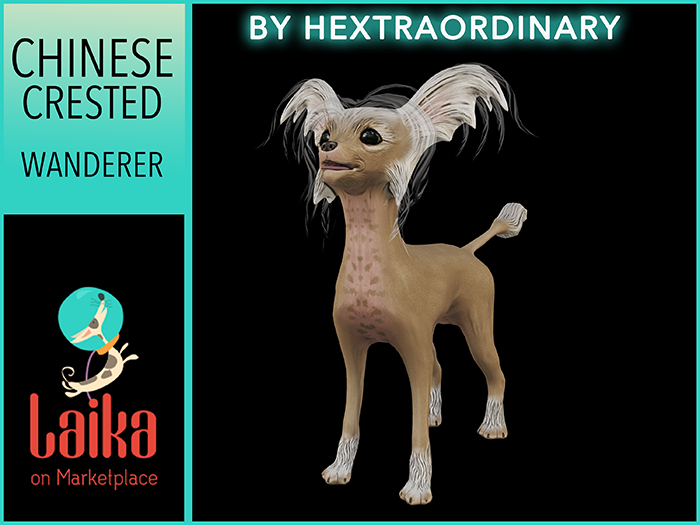 5. *HEXtraordinary* Chinese Crested - Golden Wanderer