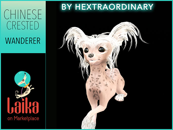 11. *HEXtraordinary* Chinese Crested - Spotted White Wanderer