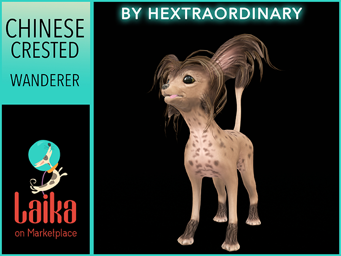 13. *HEXtraordinary* Chinese Crested - Chocolate Wanderer