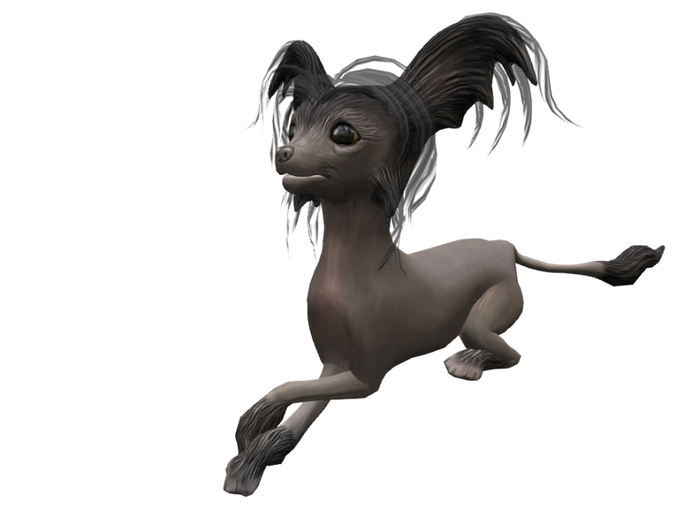 9. *HEXtraordinary* Chinese Crested - Midnight Wanderer