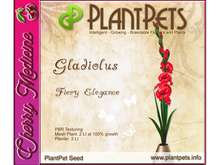 PlantPet Seed [Gladiolus *Fiery Elegance*]