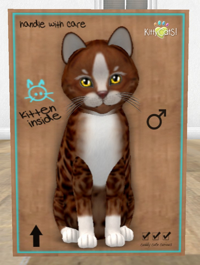 KittyCatS Box - New Born Kitten