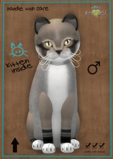 KittyCatS Box - Foxie - Dusty Slate 9T (male)