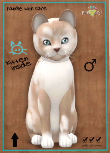 KittyCatS Box - British Shorthair - Cream & White