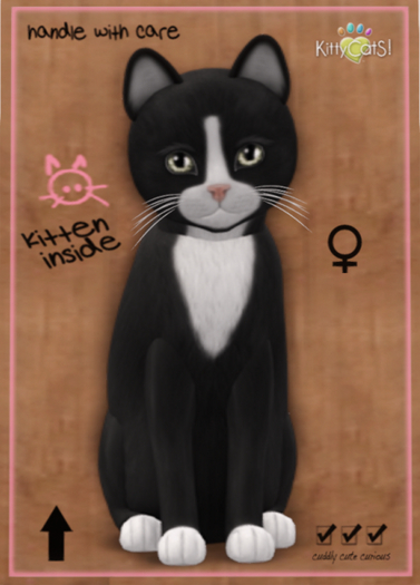 KittyCatS Box - Chateau Cat - Slate & White No. 1