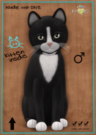 KittyCatS Box - Chateau Cat - Slate & White No. 1