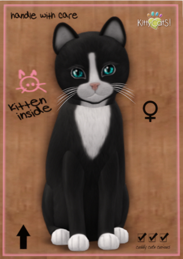 KittyCatS Box - Chateau Cat - Slate & White No. 1