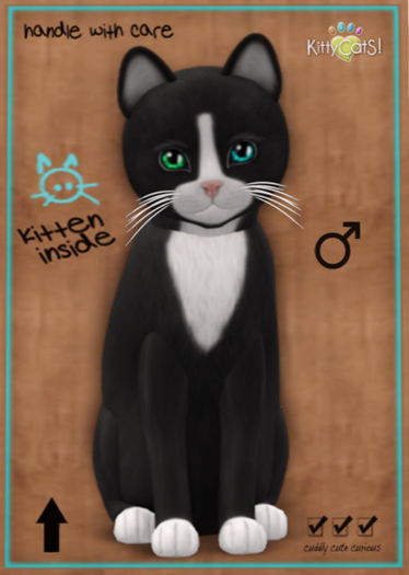 KittyCatS Box - Chateau Cat - Slate & White No. 1