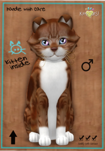 KittyCatS Box - American Shorthair - Red & White Tabby