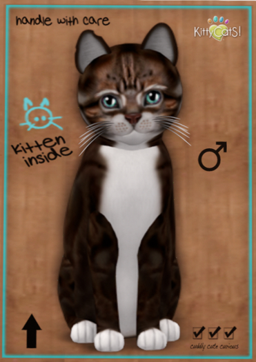KittyCatS Box - American Shorthair - Brown & White Patch