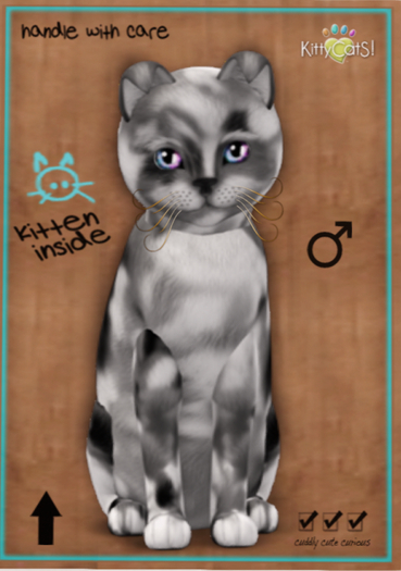 KittyCatS Box - Maine Coon - Silver Tortoiseshell