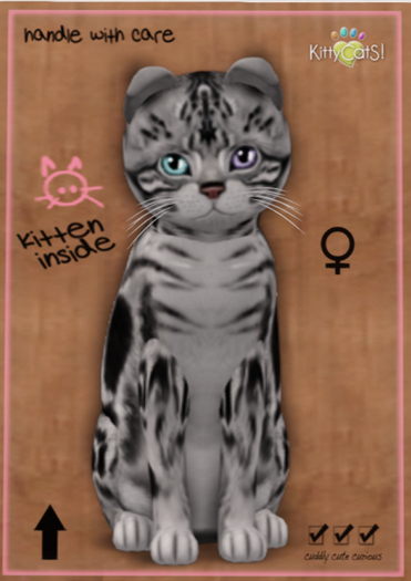 KittyCatS Box - American Shorthair - Silver Tabby