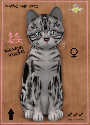 KittyCatS Box - American Shorthair - Silver Tabby