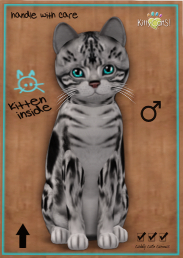 KittyCatS Box - American Shorthair - Silver Tabby