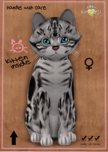 KittyCatS Box - American Shorthair - Silver Tabby - Bigger de Big