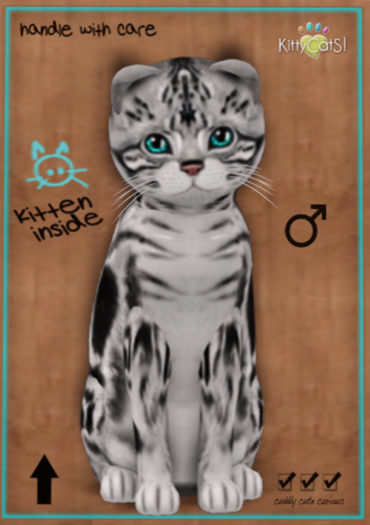 KittyCatS Box - American Shorthair - Silver Tabby - Teacup