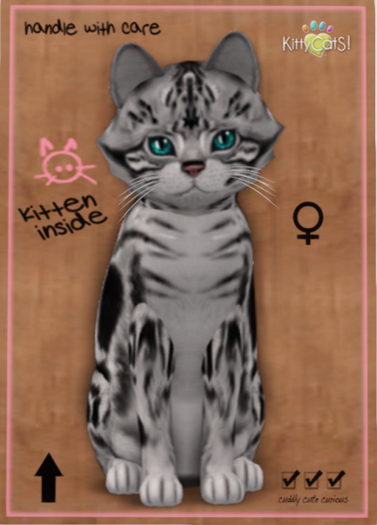 KittyCatS Box - American Shorthair - Silver Tabby