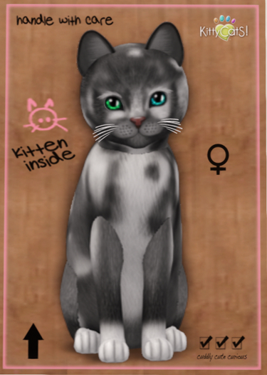 KittyCatS Box - European Shorthair - Grey & White No. 1