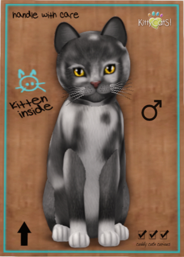 KittyCatS Box - European Shorthair - Grey & White No. 1