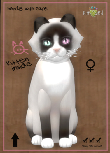 KittyCatS Box - Snowshoe - Chocolate 9T (female)