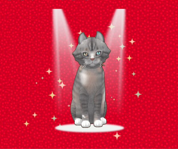9T M KittyCatS Box - Euro Shorthair Tuscan Terra Odyssey Tapest