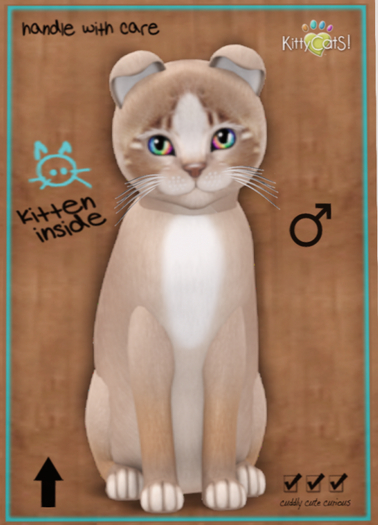 KittyCatS Box - Genesis - Mocha II - Petite