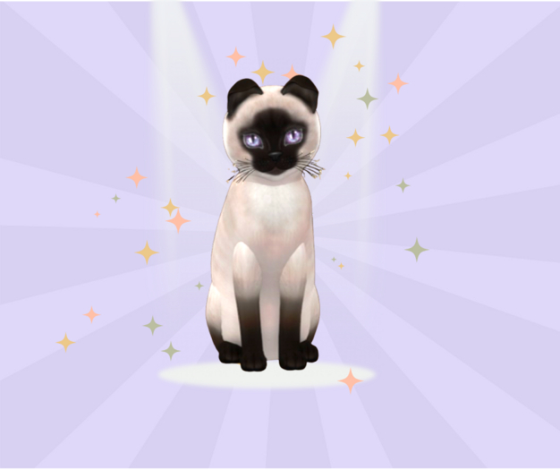 KittyCatS Box - 9T M Siamese Seal RockAmethyst