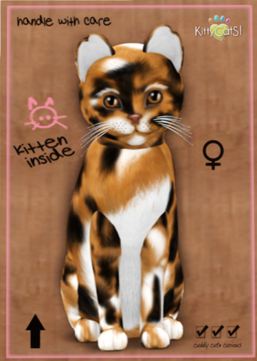 KittyCatS Box - Maine Coon - Plush Calico