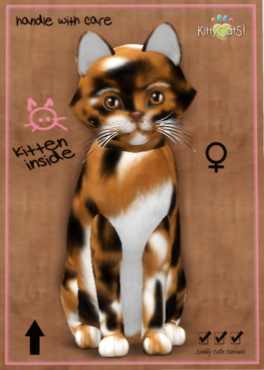 KittyCatS Box - Maine Coon - Plush Calico