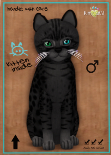 KittyCatS Box - Ocicat - Black