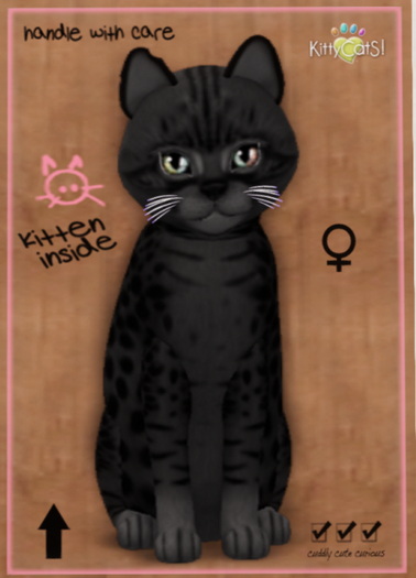 KittyCatS Box - Ocicat - Black