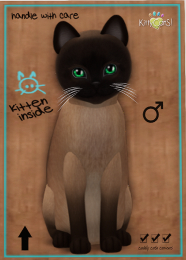 KittyCatS Box - Tonkinese - Champagne - Toy