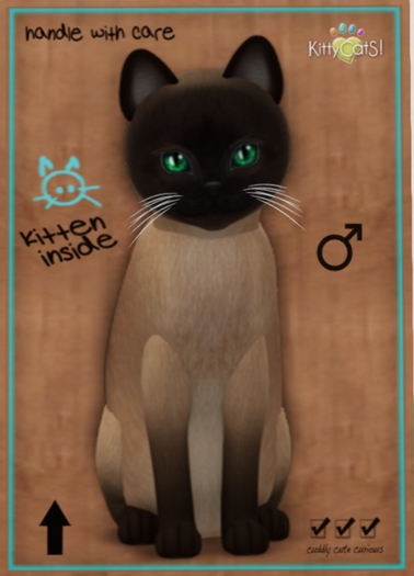 KittyCatS Box - Tonkinese - Champagne