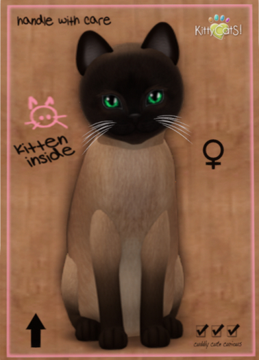 KittyCatS Box - Tonkinese - Champagne