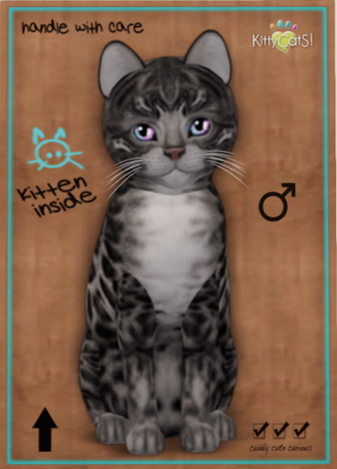 KittyCatS Box - Bengal - Charcoal