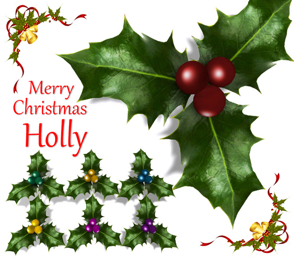 Holly