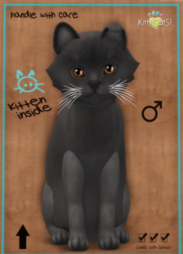 KittyCatS Box - Russian - Blue