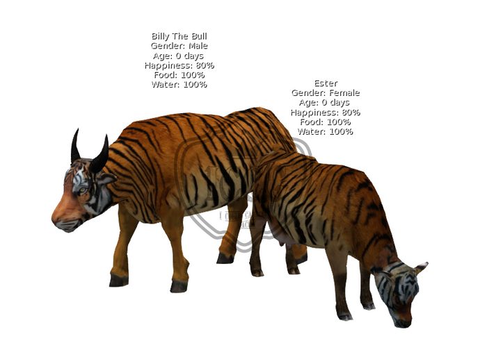 DFS FSB#26 Tiger Bull/Cow Pair