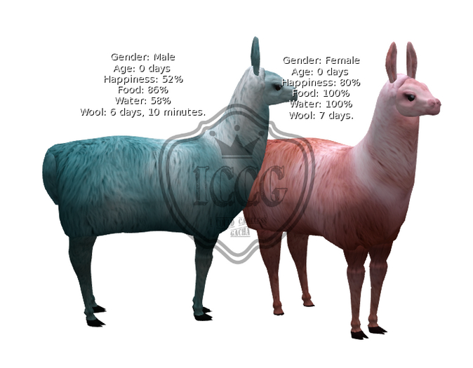 DFS GB#19 VDay Llama Pair