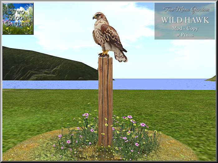 Wild Hawk