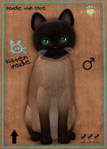 KittyCatS Box - Tonkinese - Champagne - Sparkle