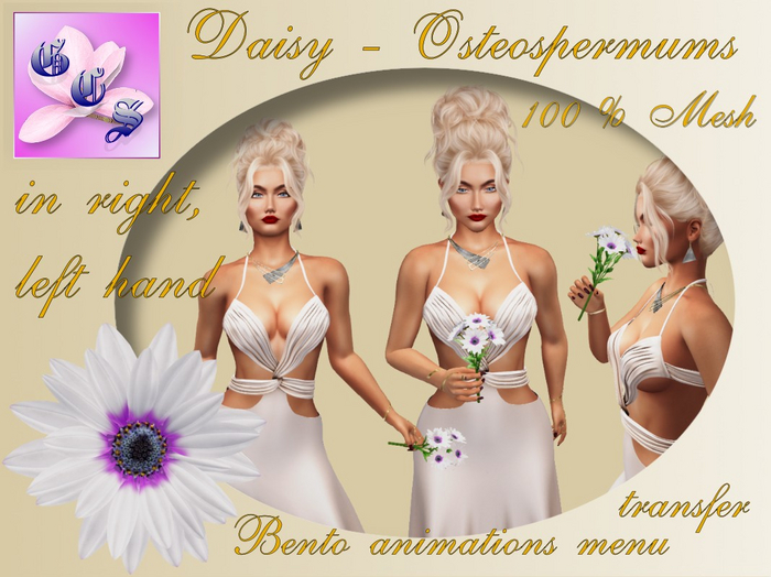Daisy - Osteospermum  in hand Bento, white_001_2