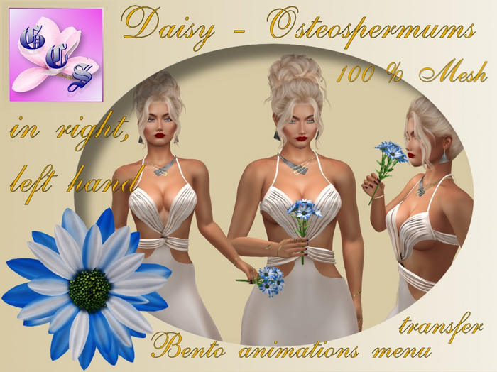 Daisy - Osteospermum  in hand Bento,whiteblue_001_3