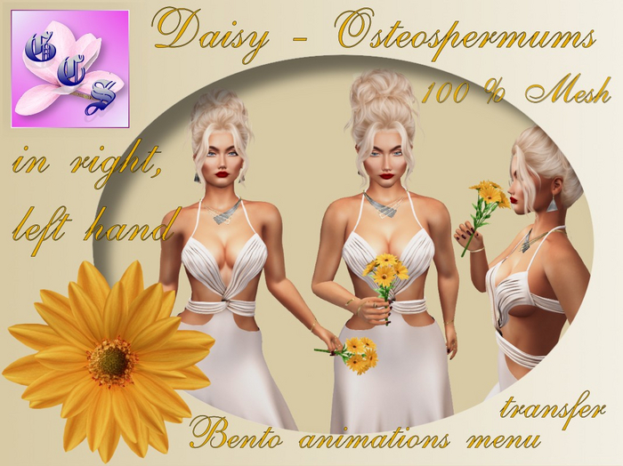 Daisy - Osteospermum  in hand Bento, apricot_001_11