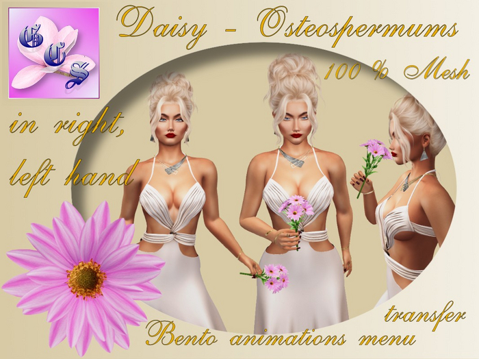 Daisy - Osteospermum  in hand Bento, rose_001_10