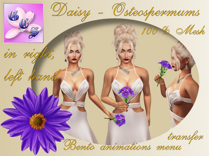 Daisy - Osteospermum  in hand Bento, purple_001_9