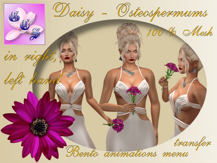Daisy - Osteospermum  in hand Bento,pink_001_6