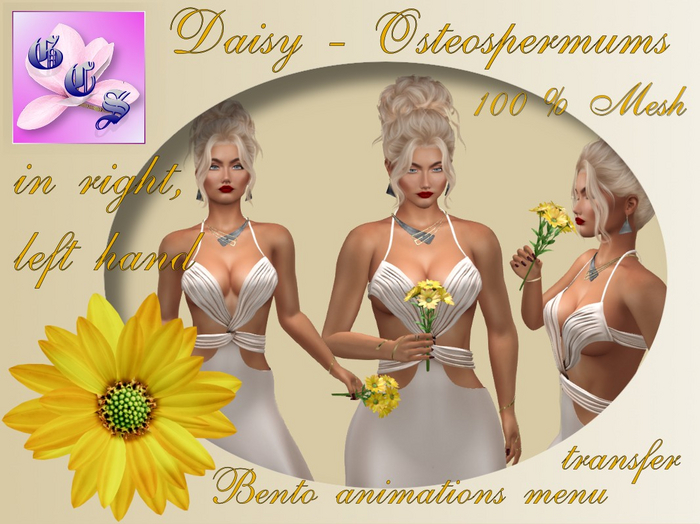 Daisy - Osteospermum  in hand Bento,yelow_001_4