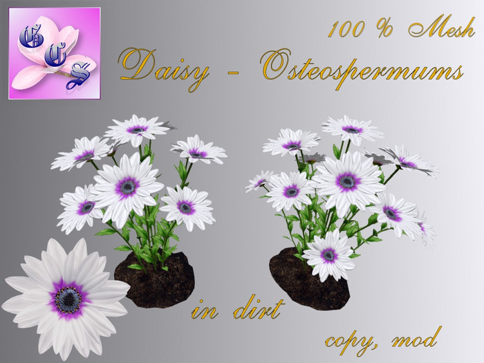 Daisy - Osteospermum in dirt, white_001KH_2